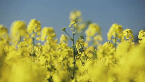 rape field near the public road with much closer and narrowed view