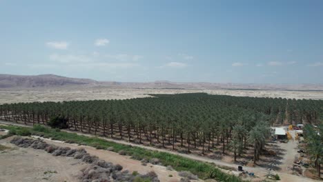 dates palms field at the dead sea israel
