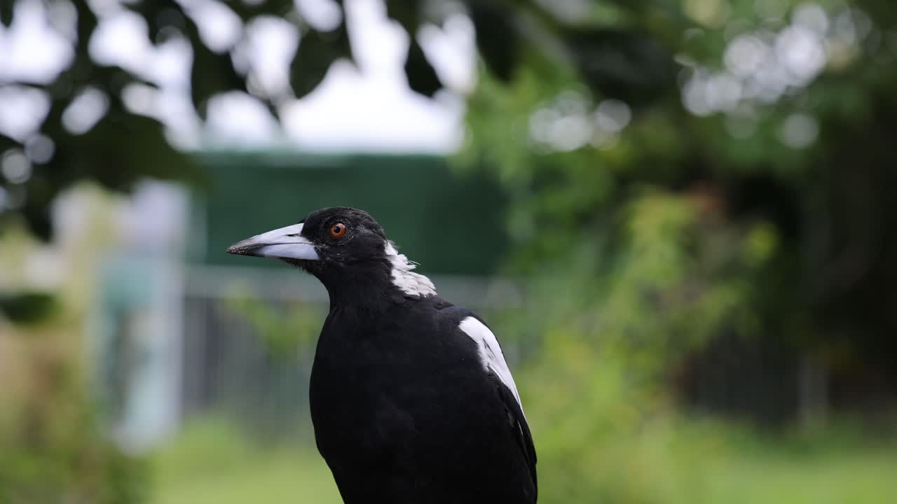 마기 의 여러 가지 자세 와 표정 을 관찰 하는 것