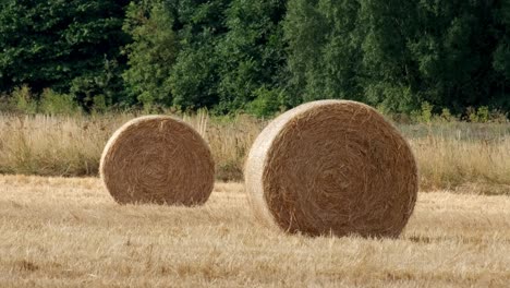 round hay bails fresh from harvest in the