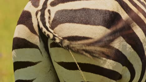 close up shot of zebra behind back with tail flicking vigorously, african wildlife in maasai mara national reserve, kenya, africa safari animals in masai mara north conservancy