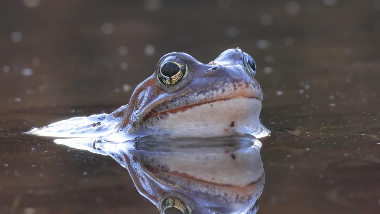 Testa di rana fuori dall'acqua