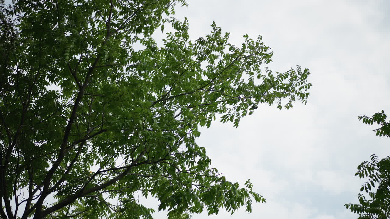 Lone Leafy Tree, Isolated Tree With Lush Green Leaves Under Overcast Sky Scene, Solitary Tree With Outstretched Limbs And Vibrant Foliage Against Cloudy Backdrop For Nature Storytelling