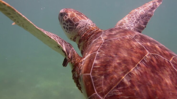 Turtle 25
