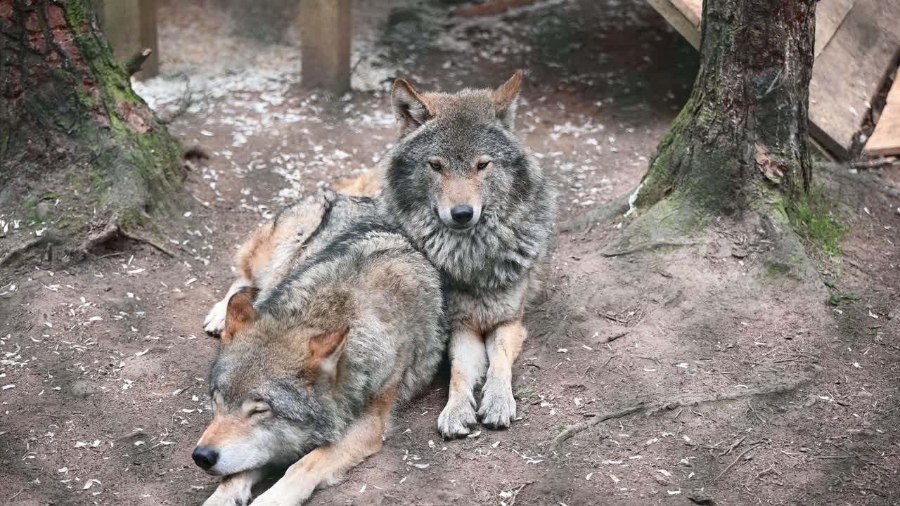 un par de hermosos lobos grises euroasiáticos acostados descansando dentro del recinto del zoológico