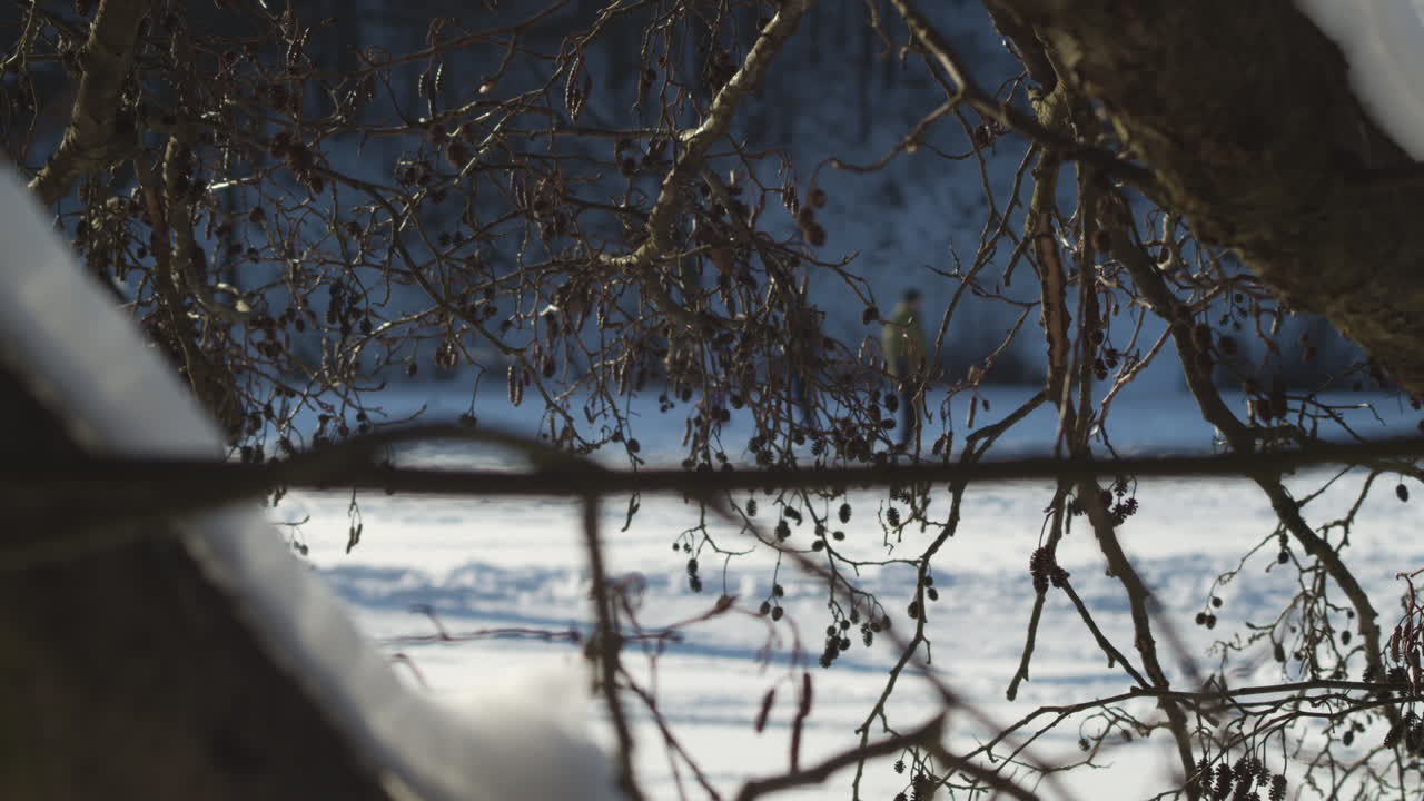 하라소프, 코코린, 체코 공화국에서 아이스 스케이팅을 하는 사람들로 붐비는 lhotka 호수까지 관목을 통해 볼 수 있습니다 - 중간 슬로우 모션 정적 샷