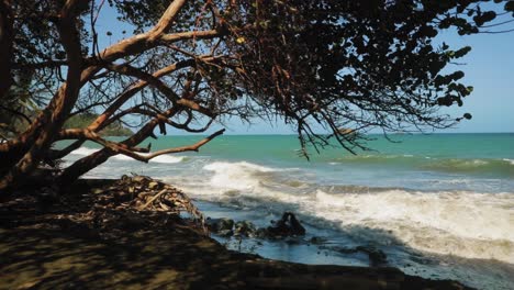 Schöner-Blauer-Ozeanstrand-Mit-Roten-Bäumen-In-Tobago,-Westindien