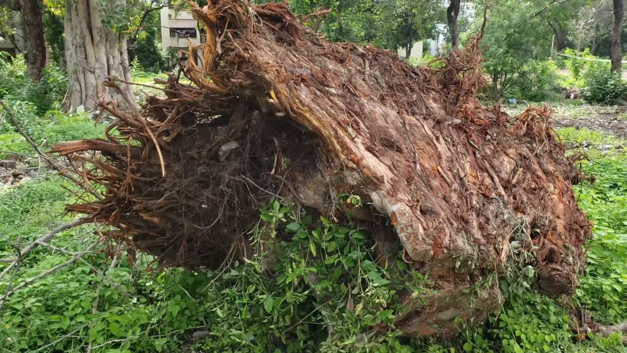 오래된 쓰러진 나무와 풀이 가까이 보이는 숲 광야, 밝은  ⁇ 빛에서 그림자가 움직이는, 아름다운 자연