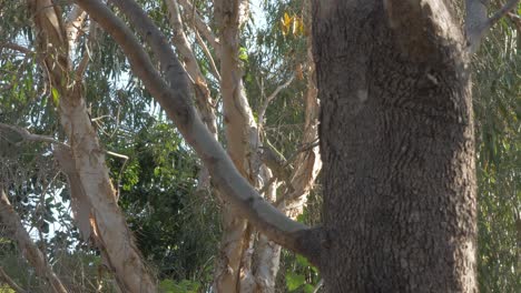 vista a través del bosque de un gran pájaro posado en la rama de un árbol en el bosque