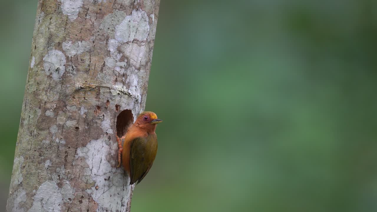un pequeño pájaro llamado rufous piculet está mirando a sus crías en un nido en un agujero de madera seca