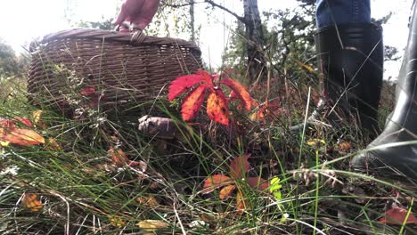 leccinum-scabrum-mushroom-close-up-of-caucasian-hand-male-picked-up-shroom-and-drop-in-a-wicker-basket,-mushroom-hunting-fall-season