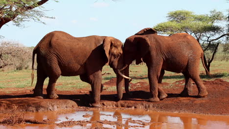 Un-Pequeño-Grupo-De-Elefantes,-Loxodonta-Africana-Luchan