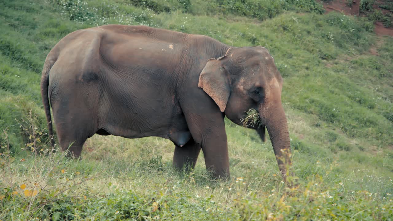 Elephant in a grassy field
