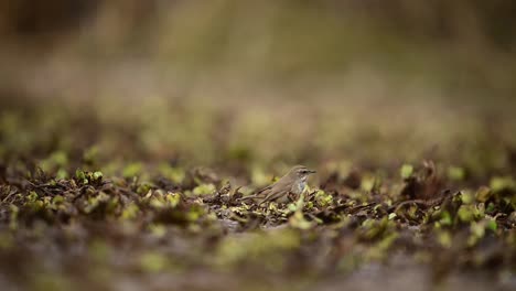 The-Blue-throat-bird-hunting