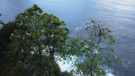 aerial hdr footage of a pelicans nest in a tree at the south pacific coast