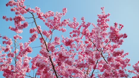 sakura cherry blossoms glow in sunlight, spreading spring beauty across blue sky