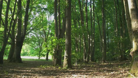 árboles-Altos-Verdes-En-La-Naturaleza-Del-Bosque