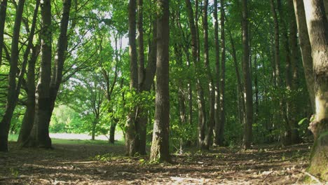 árboles altos verdes en la naturaleza del bosque