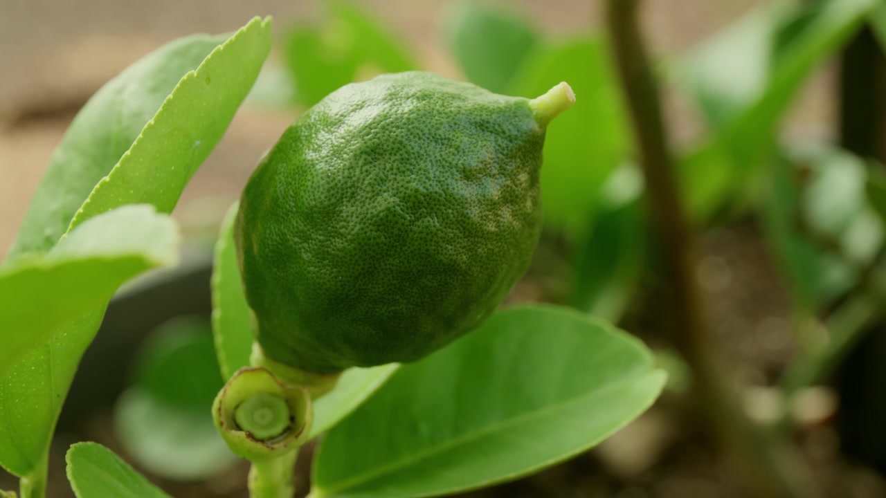 Um limão verde ainda não maduro cresce em um limoeiro com folhas verdes. Close-up.