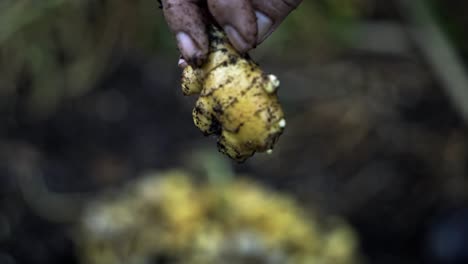 mostrando una raíz de jengibre a la cámara girándola para ver sus detalles intrincados jardinería doméstica cosecha de jengible