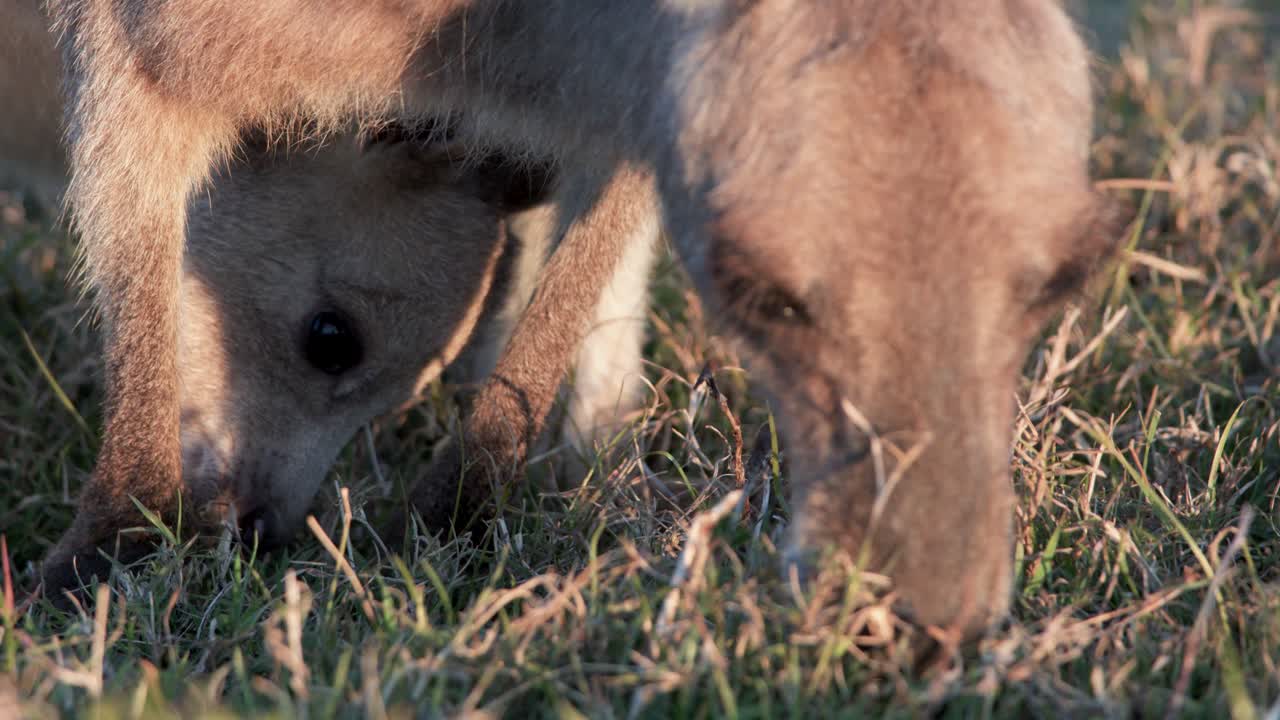 A kangaroo joey and its mother eat grass together in warm, golden sunset light on a grassy field in Gold Coast, Australia. Close-up, steady shot