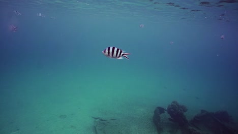 striptailed damselfish  swimming in blue sea. underwater