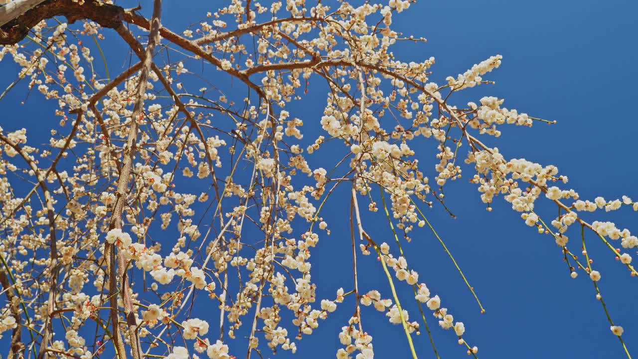 Una ripresa verticale in tilt-down dai fiori bianchi a cascata di un pruno piangente, che rivela un tronco stagionato e nodoso e un giardino giapponese con un sentiero lastricato in pietra, una recinzione di bambù e rocce muschiose.
