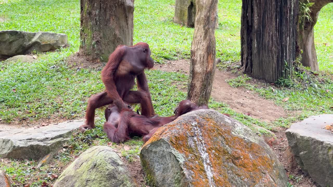 Una mamma orango del Borneo interagisce con il suo piccolo in un habitat zoologico all'aperto naturalistico