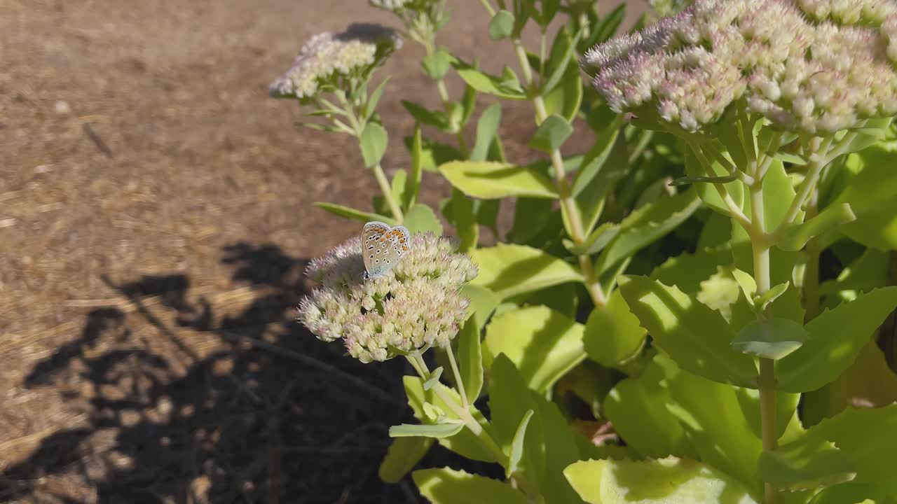 Slow motion close-up of a butterfly resting on white Sedum flowers, with gentle plant movement in the breeze and detailed wing colors visible