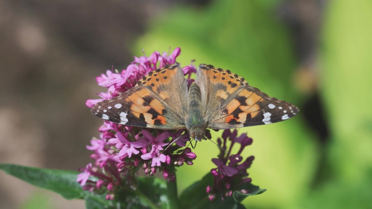 Una farfalla Vanessa del cardo (Vanessa cardui) su un fiore da giardino rosa in tarda primavera. Regno Unito.