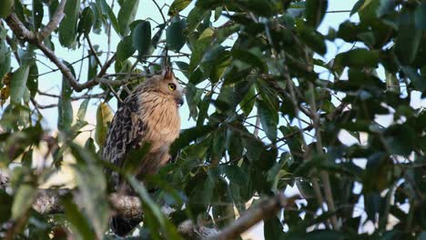 Seen-within-the-tree-looking-to-the-right-then-looks-towards-the-camera-quickly,-Buffy-Fish-Owl-Ketupa-ketupu-Khao-Yai-National-Park,-Thailand