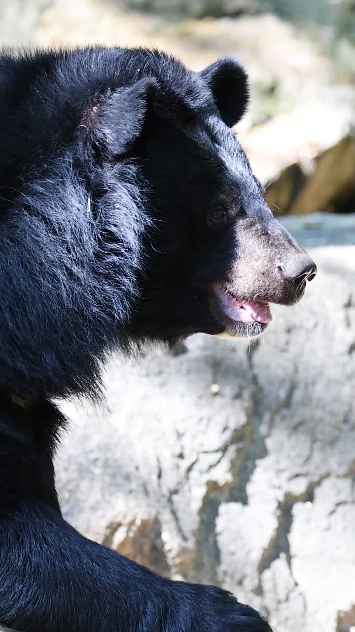 Orso che esplora l'habitat roccioso a Chonburi, Thailandia
