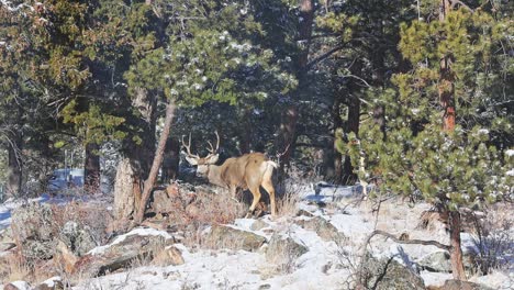 venado bura pastando lejos y perpendicular al espectador a lo largo de arbustos en un área remota de las montañas rocosas de colorado durante el invierno