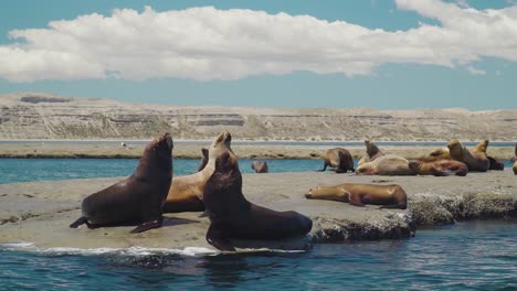 colony of sea lions resting along patagonian coastline on a beautiful sunny day - slow motion