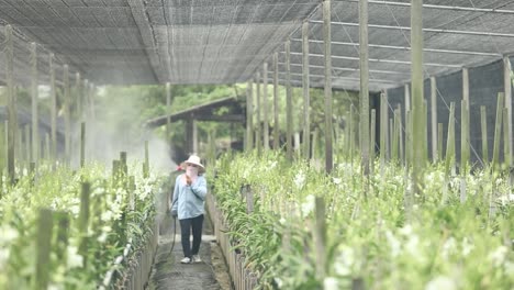 Bauer-Sprüht-Dünger-Auf-Die-Orchidee-Auf-Dem-Bauernhof