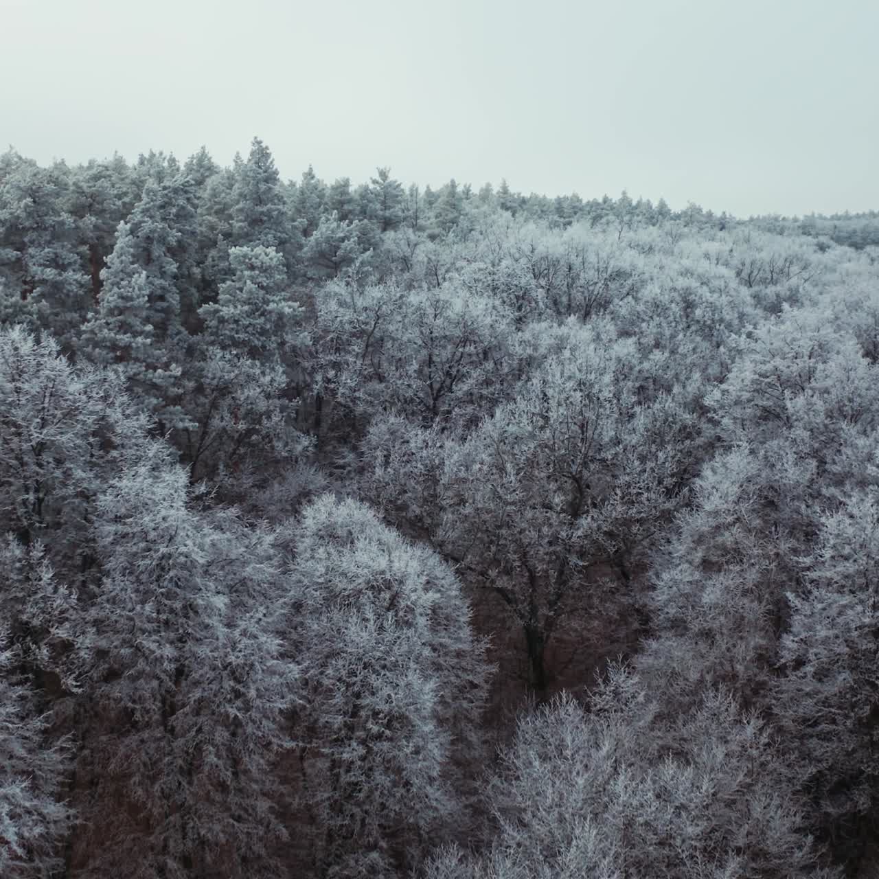 Flight over the top of frosty trees. Winter landscape of the forest. Beautiful aerial view on white trees.