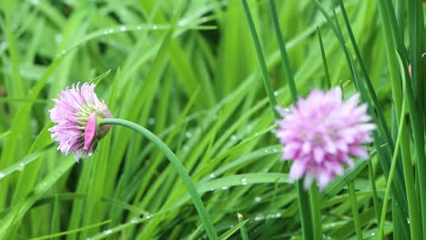 delicious garden chives ready to cut for salads and soups