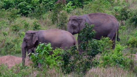 Los-Elefantes-Asiáticos-Son-Especies-En-Peligro-De-Extinción-Y-También-Son-Residentes-De-Tailandia