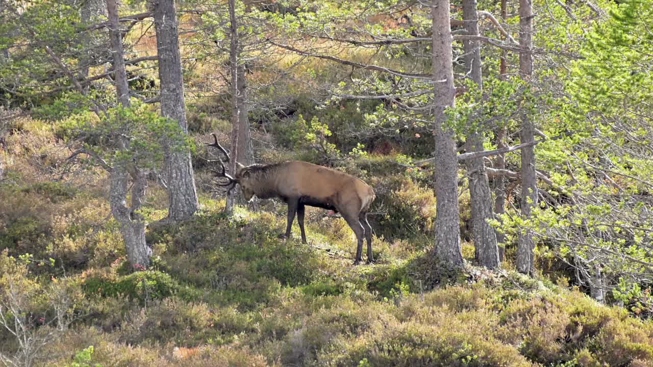 el ciervo rojo europeo orina y raspa sus enormes cuernos hacia el árbol en la temporada de apareamiento.