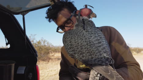 tying falcon with jess to leather glove of falconer in a desert