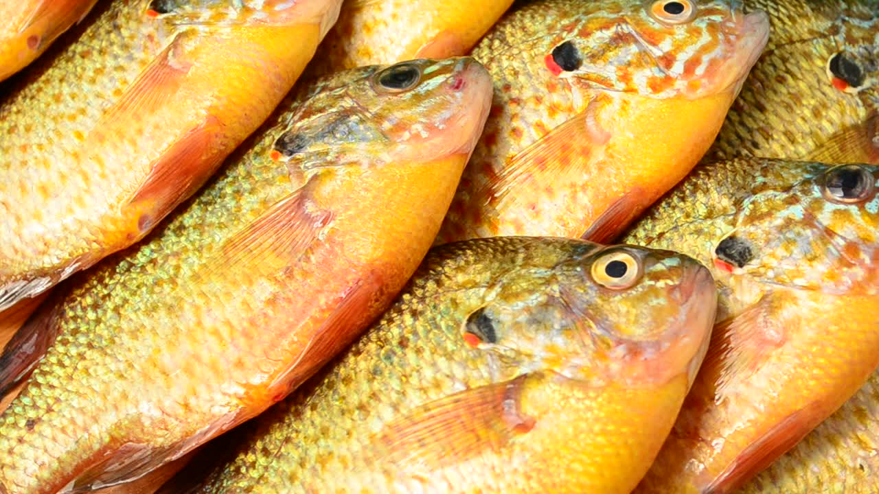 Cá Flier. Centrarchus macropterus. Lepomis gibbosus. Chụp ảnh chuyển động