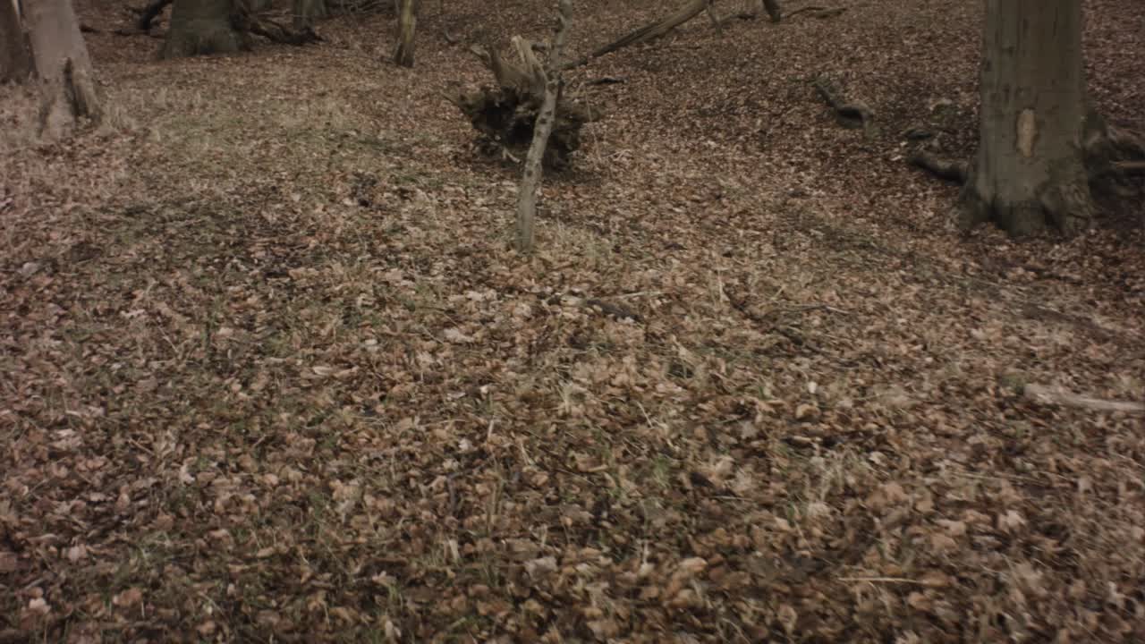 slow walking view of fall winter forest at sunset leafless lifeless trees branches dry maple leaves grass on ground wild sky up and down view wicked in Europe Netherlands