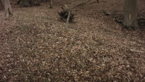 slow walking view of fall winter forest at sunset leafless lifeless trees branches dry maple leaves grass on ground wild sky up and down view wicked in europe netherlands