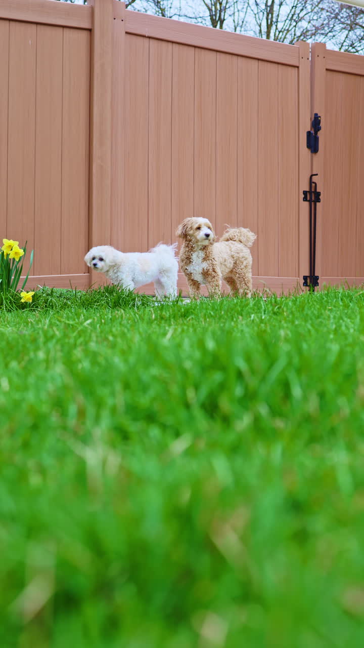 Due cani giocano ed esplorano in un giardino erboso con fiori in una giornata di sole.
