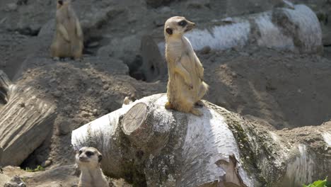 Nahaufnahme-Mehrerer-Süßer-Erdmännchen,-Die-Im-Sonnenlicht-Auf-Einem-Holzstamm-Ruhen