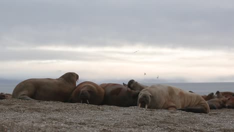 Walruses-accommodating-themselves-on-the-beach-while-one-is-scratching-his-neck