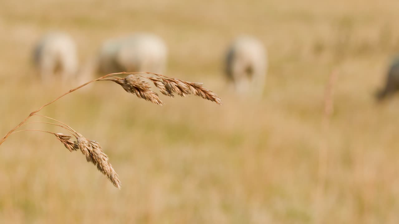Wild grass seed head in focus, sheep grazing in blurred summer meadow, natural light