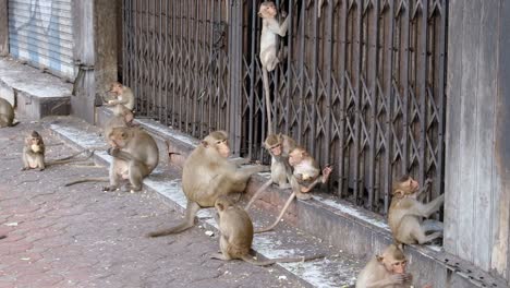 tropa de monos macacos en las calles de lopburi, tailandia