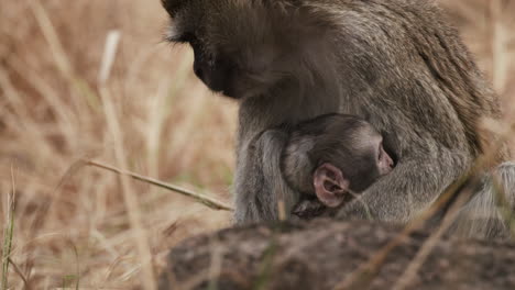 bebé mono de vervet amamantando a su madre