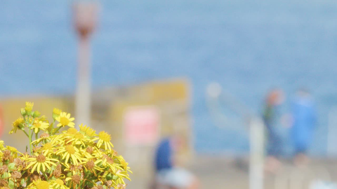 Out-of-focus coastal scene with people walking past yellow flowering shrubs, blue sea background, and soft daylight. Camera pans smoothly, emphasizing foreground foliage